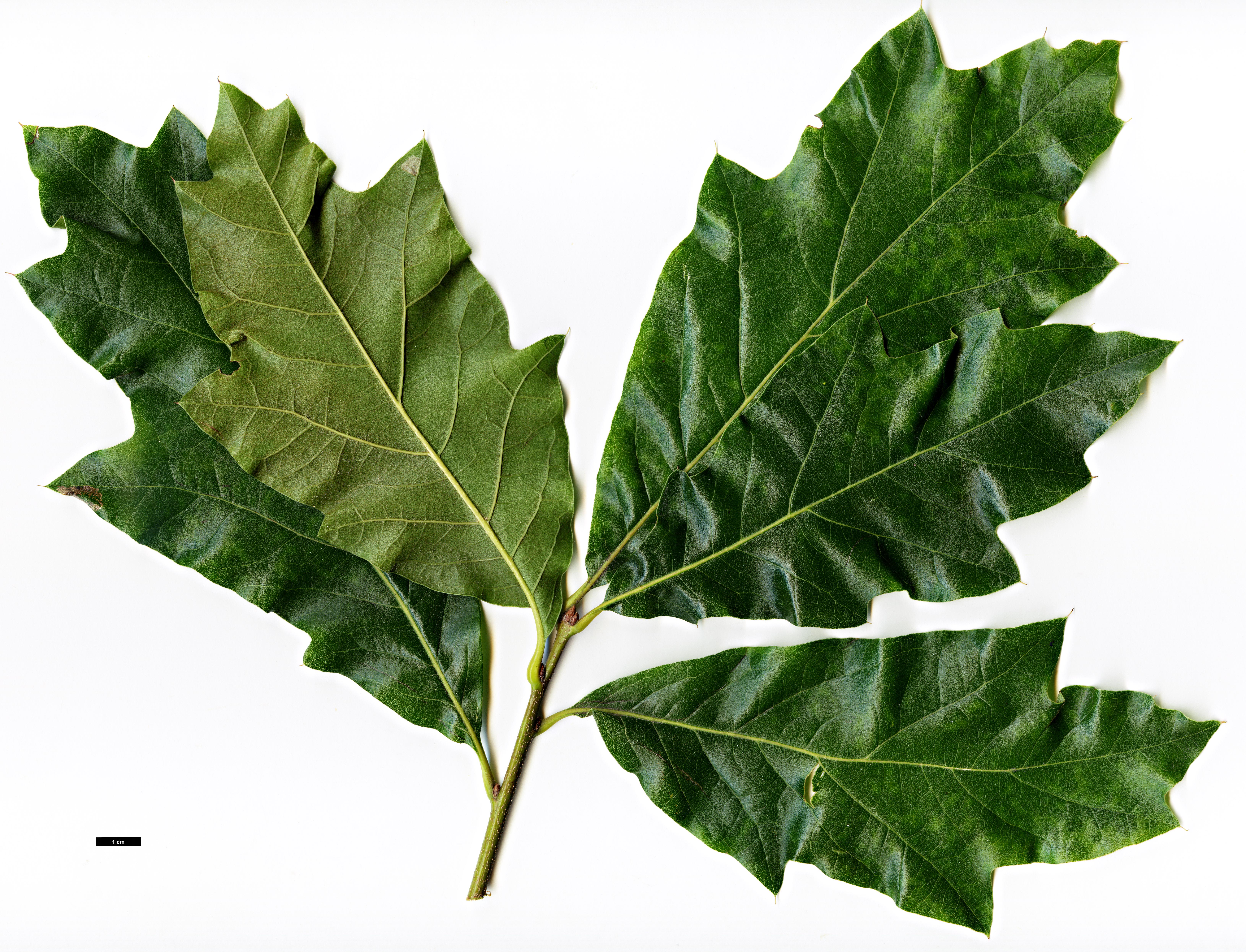 High resolution image: Family: Fagaceae - Genus: Quercus - Taxon: ×tridentata (Q.imbricaria × Q.marilandica)
